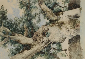 Estudio para Árbol en The Rookery, c.1854